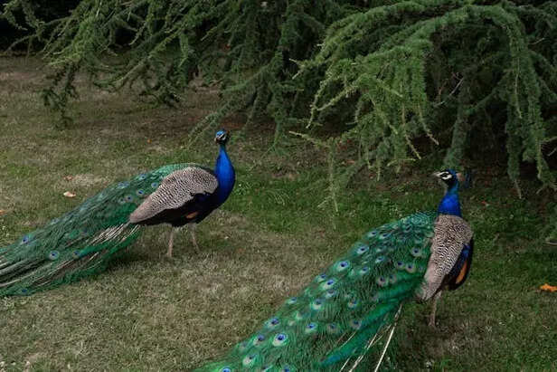 Peacocks