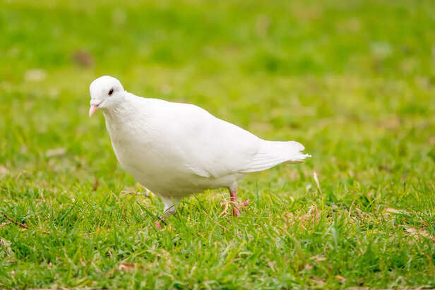Dove