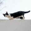 The Happy and Confident Cat Tail