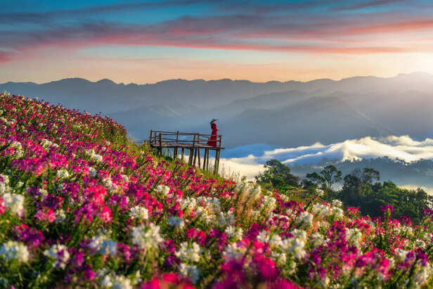 valley of flowers