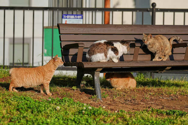 The Fascinating World of Rare Cat Breeds