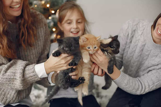 Family-Friendly Traits That Make These Cats Stand Out
