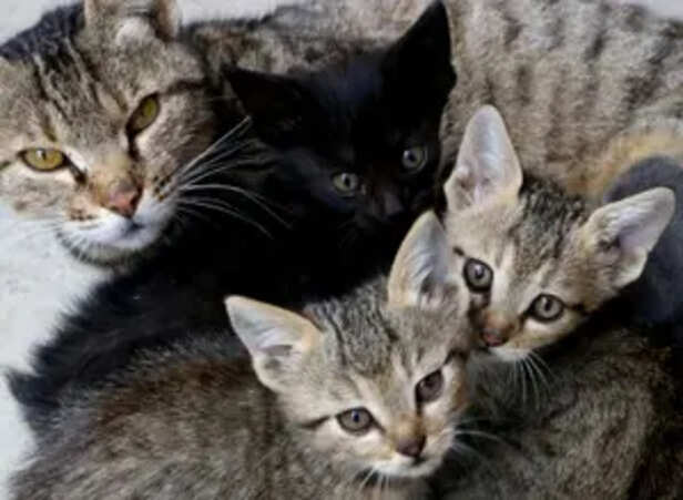 Caring for These Unique Feline Companions