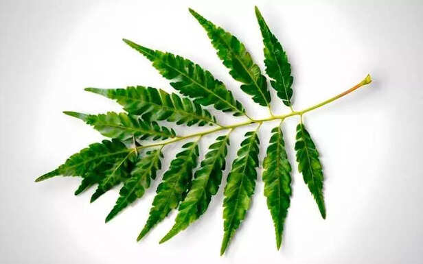 neem(image credit:freepik)