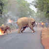 Human-Animal Conflict