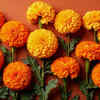 Marigold