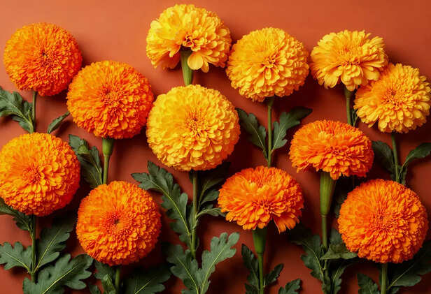 Marigold