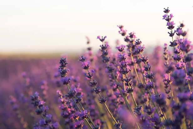 Lavender