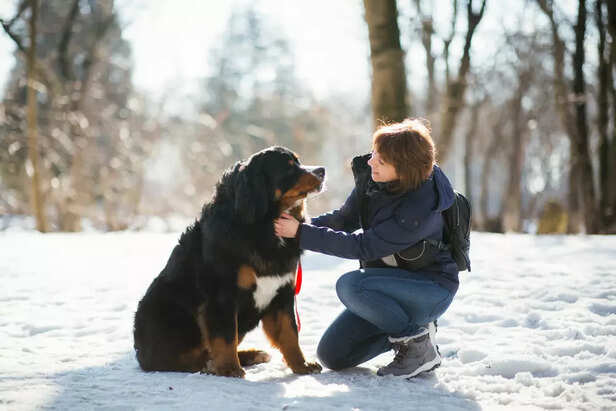 ​What Makes a Dog Breed Cold-Weather Friendly