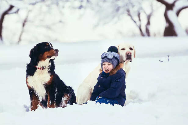 Top Cold-Weather Dog Breeds to Consider