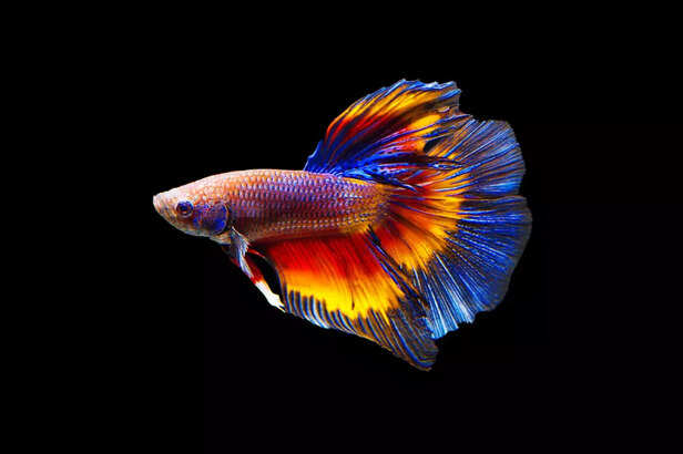 Betta Fish