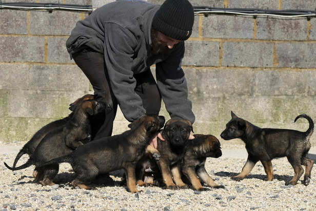 Family for a Labrador Puppy