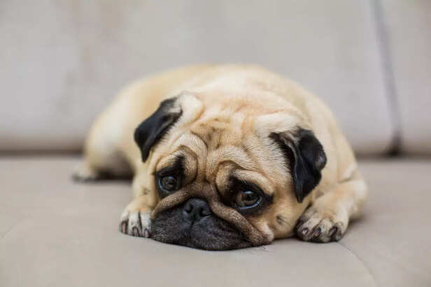 Common Breathing Problems in Indian Pugs
