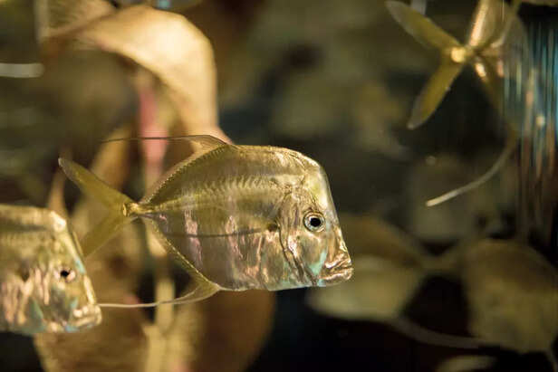 Safely Transporting the Aquarium and Fish