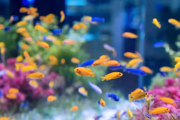 Aquarium in the New Location
