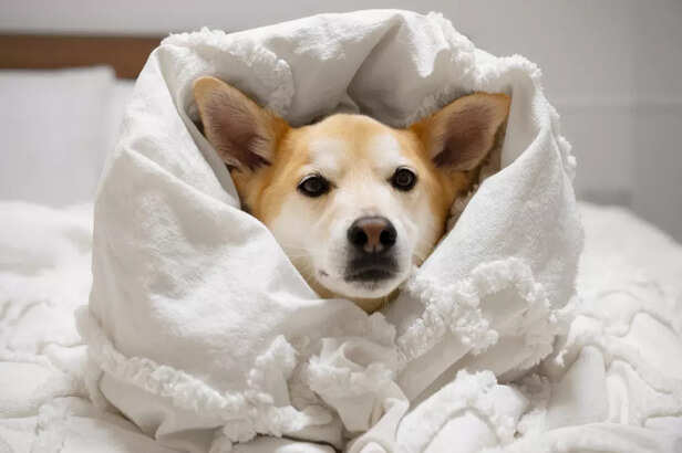 Dog Is Feeling Cold