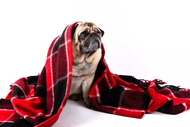 Dog Warm Without a Coat