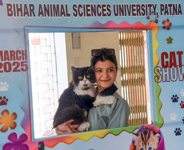 Examples of the Smartest Cat Breeds