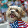 Pets That Tried to Rule US Politics