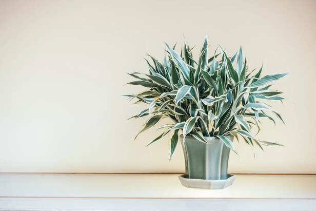 The Gorgeous Houseplant