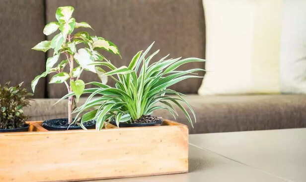 Natural Air Purifier