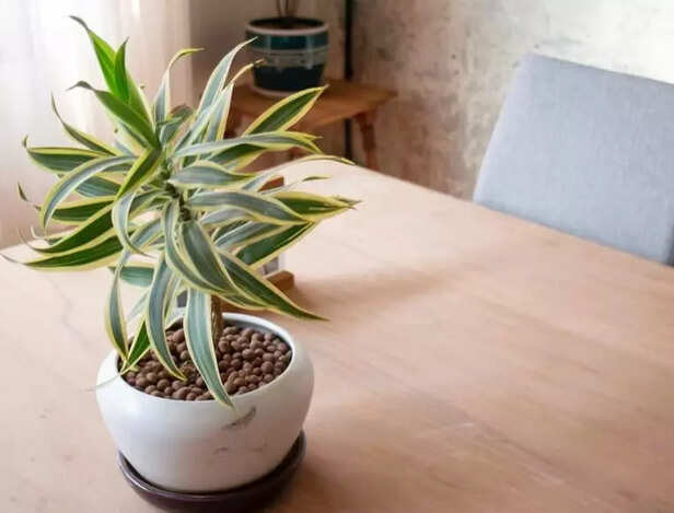 Low Maintenance = Low Stress