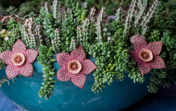 Versatile Decor Star