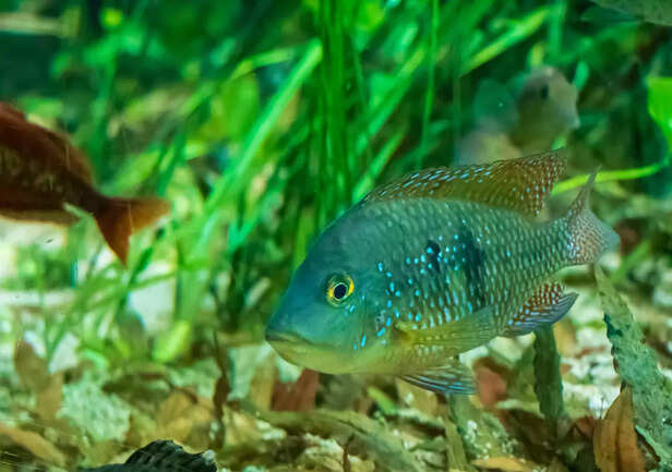 Seven Fish That Can Stay With You for Years