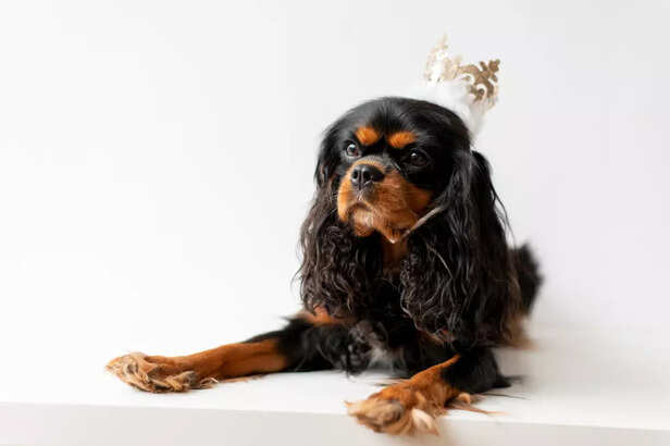 Cavalier King