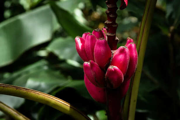 Banana Flower