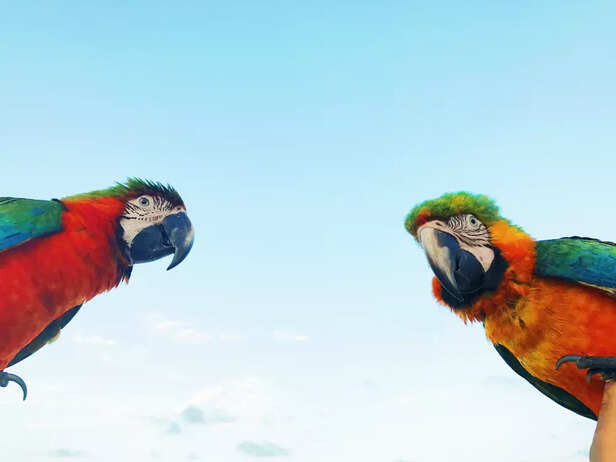 Macaws have incredible lifespans that can match humans