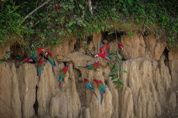 Macaws are among the most intelligent birds on Earth