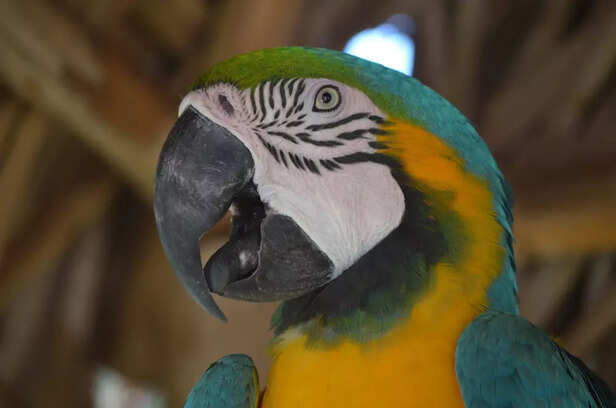 colors of macaws are as unique as their personalities
