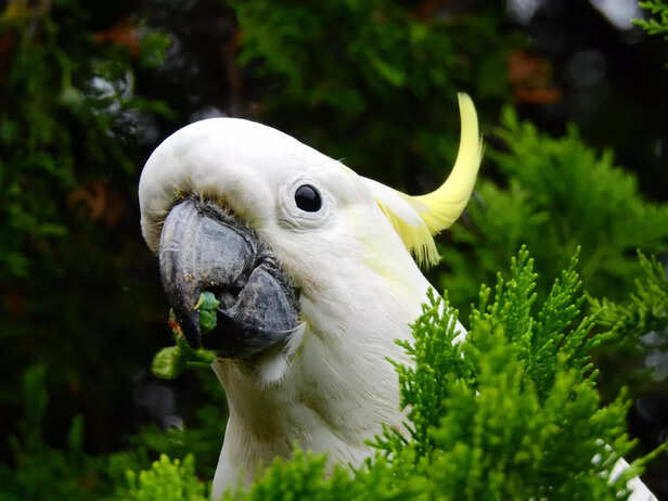 Cockatoo