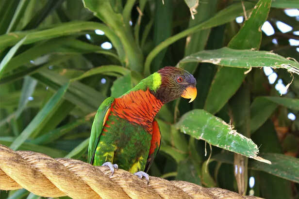 Amazon Parrot