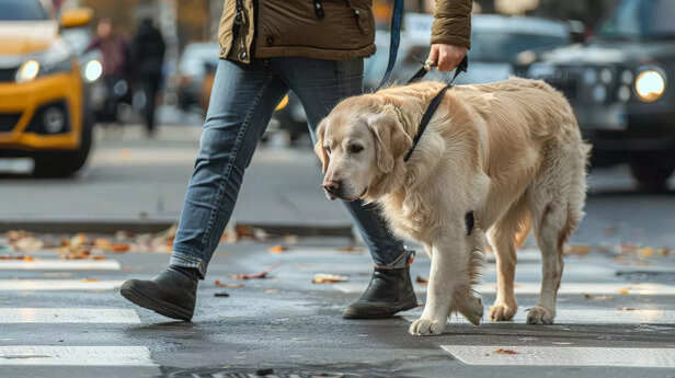 Dog crossing the street