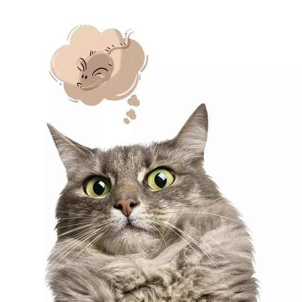 Cat thinking about Rat