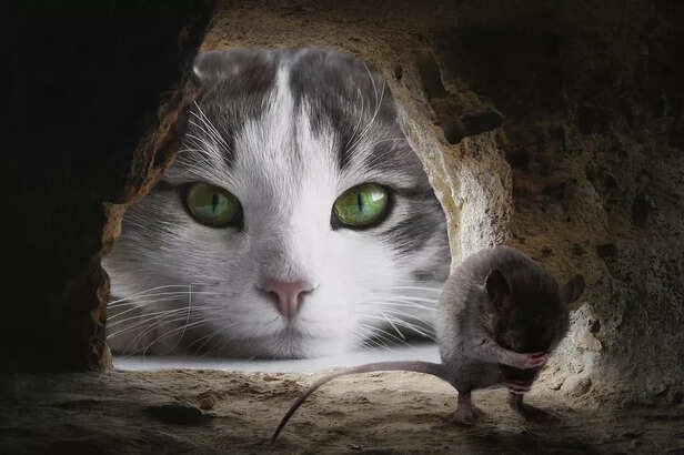 cat and Mouse Hide &amp; Seek