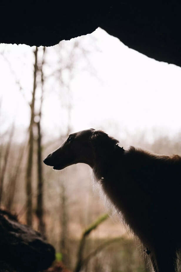 Borzoi