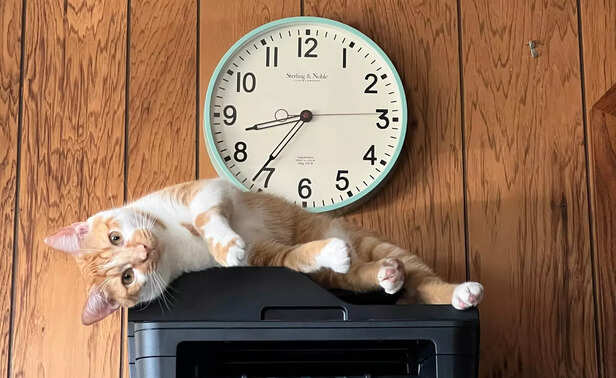 A cat lying with clock behind