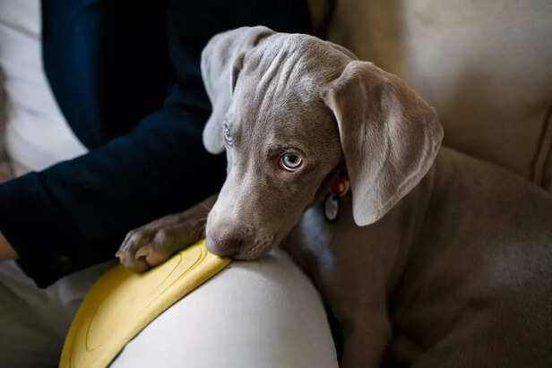 Weimaraner