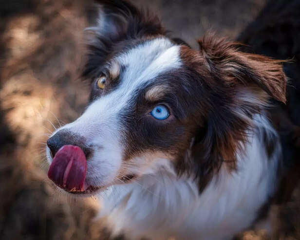Australian Shepherd