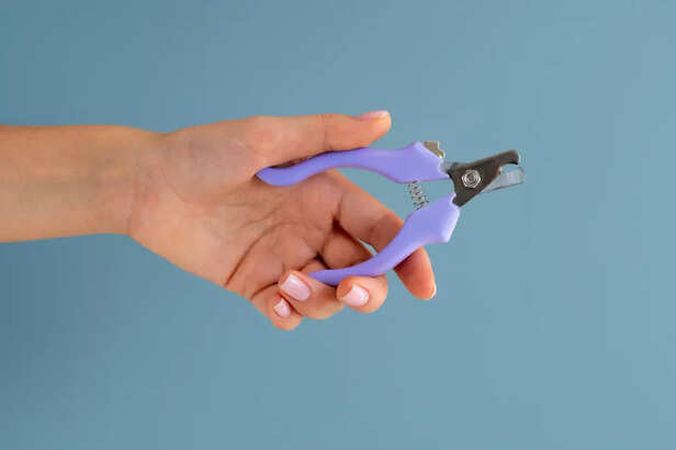 How to know it’s time to trim your cat’s nails