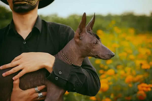 Mexican hairless dog