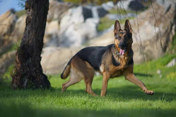 German Shephard