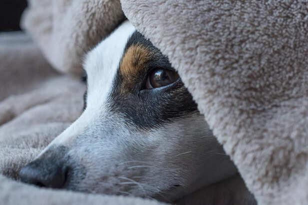 Dog hiding under blanket