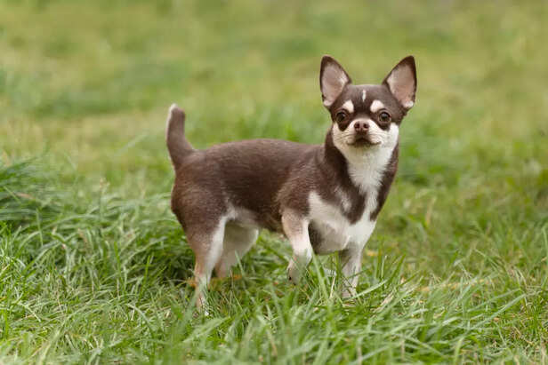 Chihuahua dog