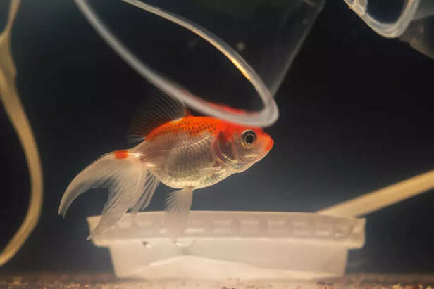 Safer Feeding Routine for Your Fish