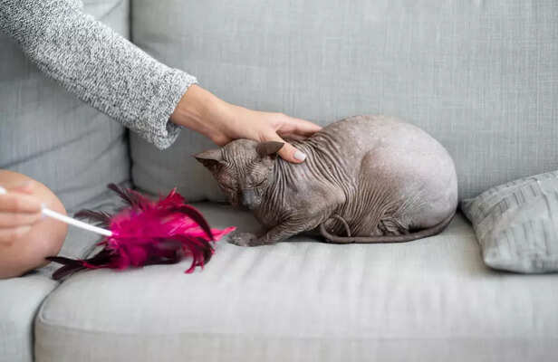 Hairless Cats Are Not Always the Easiest Answer