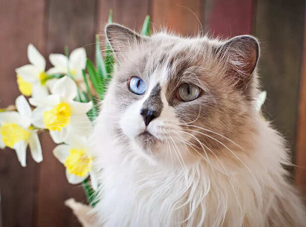 Long-haired Siamese